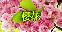 櫻花